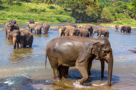 Herd of elephants at the river in Sri Lankaの写真素材