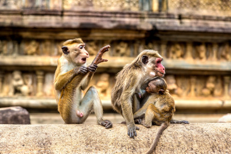 Wild monkeys at Ruins of  Vatadage in Polonnaruwa Archaeological Museum, Sri Lankaの写真素材