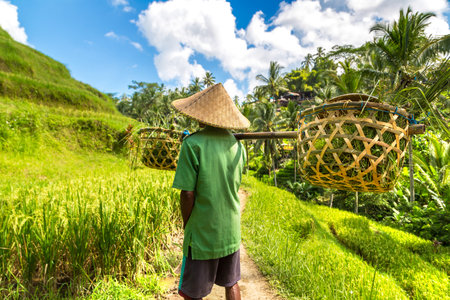 Old farmer carries baskets on his shoulder in Tegallalang rice terrace field on Bali, Indonesiaの写真素材
