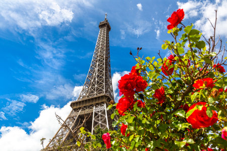 The Eiffel Tower and red roses in Paris, France in a beautiful summer dayの写真素材