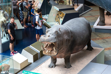 LONDON, UK - JUNE 18, 2022: Interior of Natural History Museum in London, UKのeditorial素材