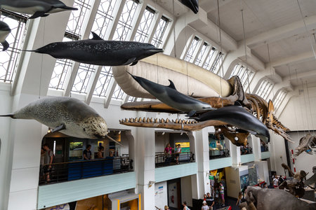 LONDON, UK - JUNE 18, 2022: Interior of Natural History Museum in London, UKのeditorial素材