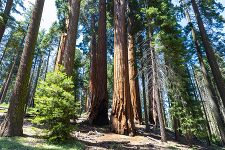 Giant Sequoia in Sequoia National Park in California, USA