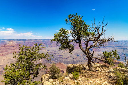 Grand Canyon National Park in a sunny day, Arizona, USAの写真素材