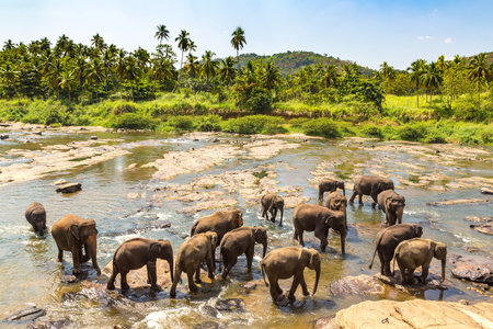 Herd of elephants in Sri Lankaの写真素材