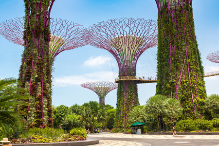 SINGAPORE - JUNE 23, 2019: The Supertree Grove and Skyway at Gardens by the Bay in Singapore near Marina Bay Sands hotel at summer dayのeditorial素材