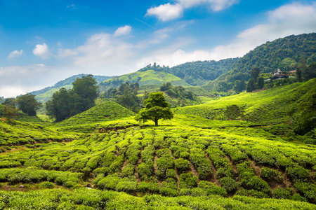 Panoramic view of Tea plantations in a sunny dayの写真素材