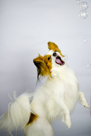 Molly playing with bubbles