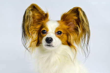 Molly posing on white background face focusの写真素材