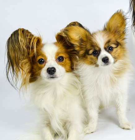 Molly and indigo on white backgroundの写真素材