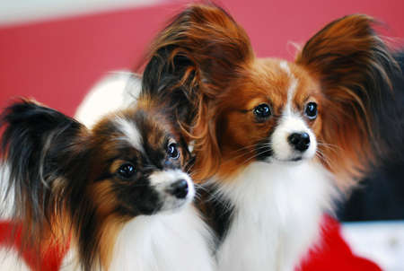 Two papillon looking for friendsの写真素材