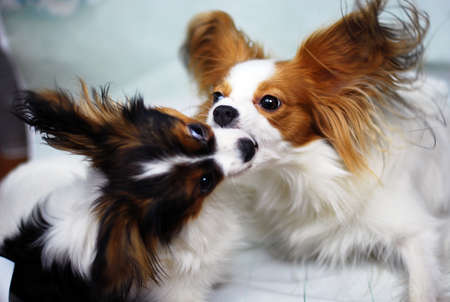 Molly and Igrit playing togetherの写真素材