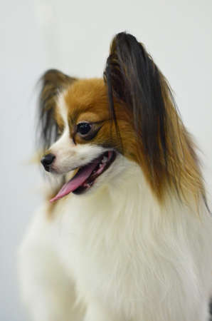 Little papillon posing on white backgroundの写真素材