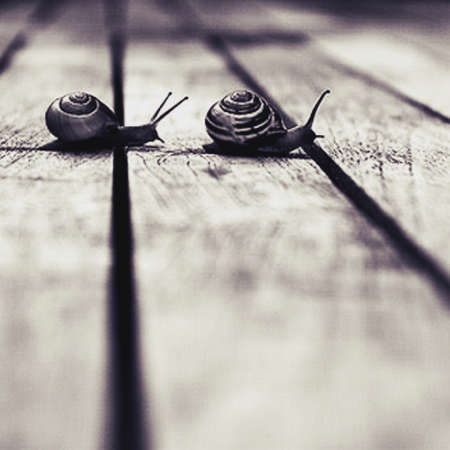 Macro of Snailsの素材