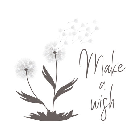 dandelion flower, vectorのイラスト素材