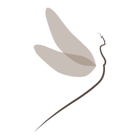 dragonfly fairyのイラスト素材