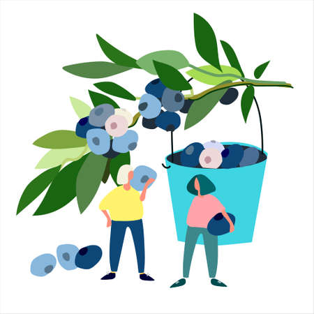 Women picking blueberries vector illustration. Harvesting concept. Agritourism concept. Pick-your-own concept. Hand drawn illustration in abstract flat styleのイラスト素材
