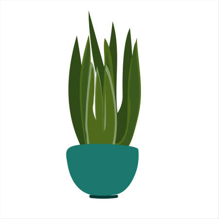 Sansevieria flowering plant. Tropical ornamental houseplant in a pot. Colorful vector illustration in flat styleのイラスト素材