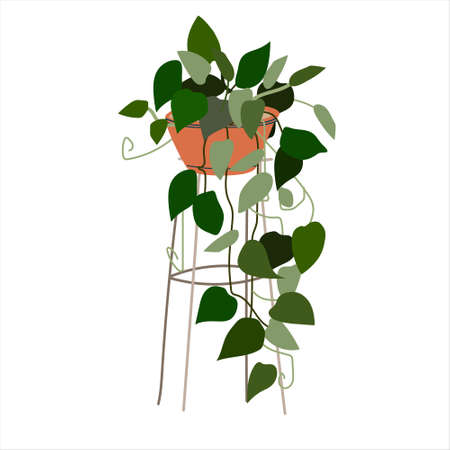 Scindapsus flowering plant. Tropical ornamental houseplant in a pot on wire base. Colorful vector illustration in flat styleのイラスト素材