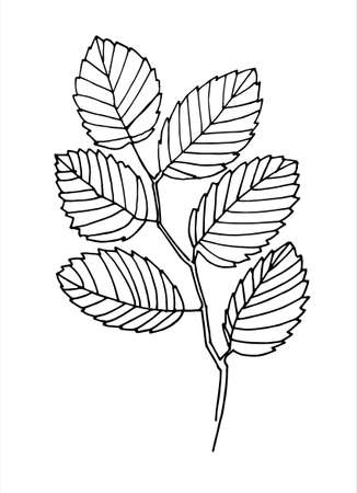Elm tree branch line art. Realistic hand drawn vector illustration of elm. Isolated on whiteのイラスト素材
