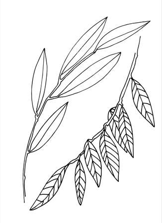 Willow branches line art. Hand drawn vector illustration for decoration purposes. Isolated on whiteのイラスト素材