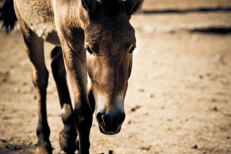 A portrait of walking stallion. Toned image.の写真素材