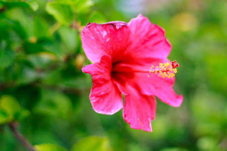 Pink flowers on green backgroundの写真素材