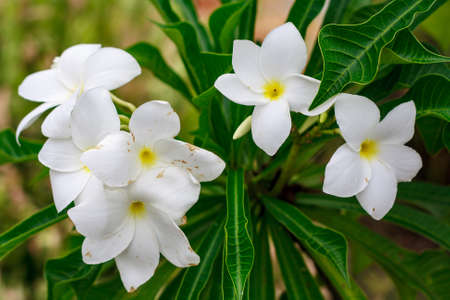 Flowers white to cool の写真素材