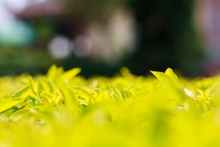 Yellow leaf on a background blur の写真素材