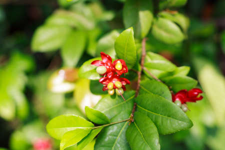 Flowers Mickey Mouse morning on a Bright green leaves の写真素材