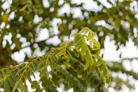 tree on the everingの写真素材