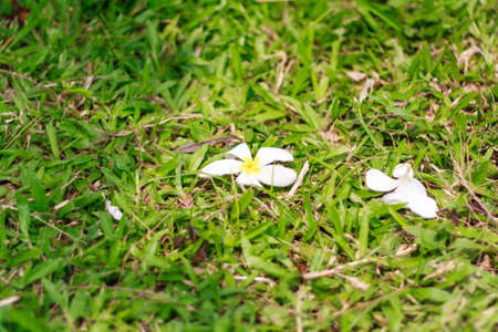 Flower white on Background grass eveningの写真素材