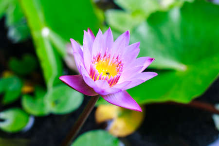 Lotus in the swamp on templeの写真素材