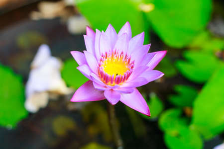 Lotus in the swamp on templeの写真素材
