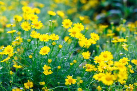 Yellow flower on templeの写真素材
