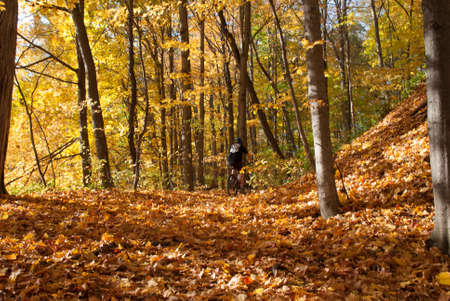 Forest in the Fall, selective focusの写真素材