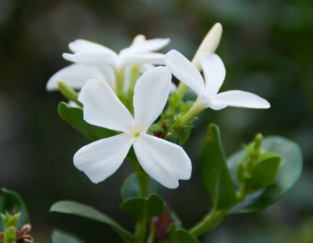 Carissa macrocarpa. South Africa