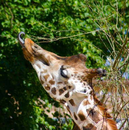 The giraffe eats with language leaves from a treeの写真素材
