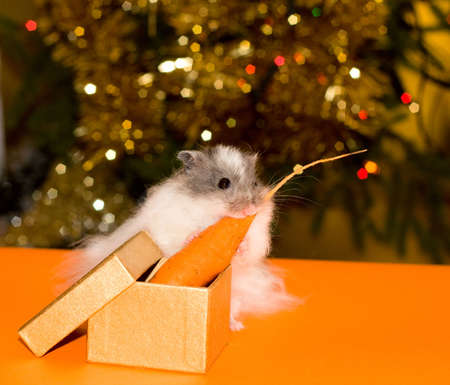 Christmas's gift for curiosity little hamsterの写真素材