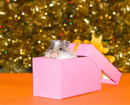 Christmas's gift for curiosity little hamsterの写真素材