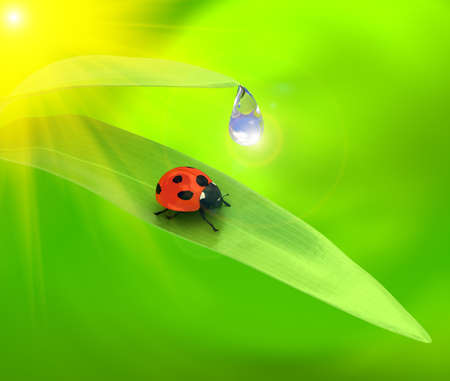 Ladybird over green background. 3d renderの写真素材