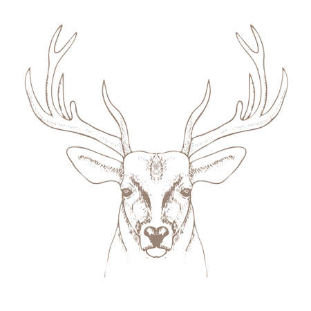 hand drawn deer head with horns. vector illustrationのイラスト素材