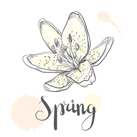 Hand drawn vector pen and ink illustration of Lily flowerのイラスト素材