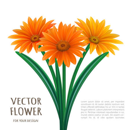 Hand drawn vector realistic illustration of Gerbera Daisy flowerのイラスト素材