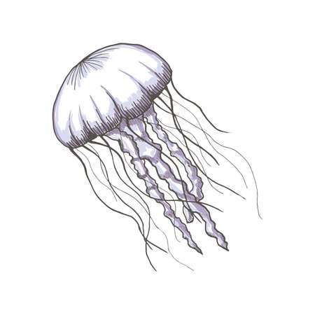 Hand drawn sketch isolated jellyfish, marine animals - Stock Vector illustrationのイラスト素材