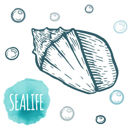 Seashell collection hand drawn aquatic doodle vector illustration. Sketch.の写真素材