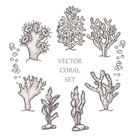 Hand drawn aquatic coral doodle vector illustration.のイラスト素材