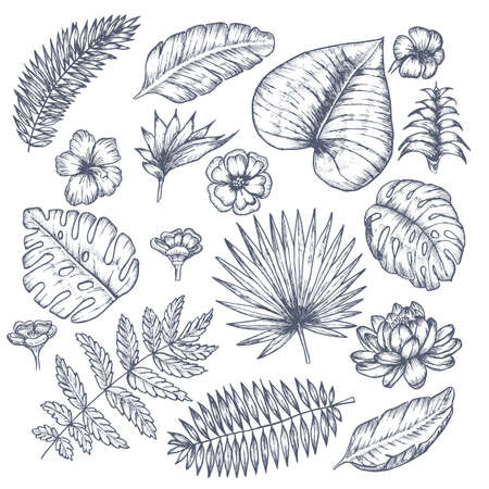 Leaves and flowers exotic design.のイラスト素材