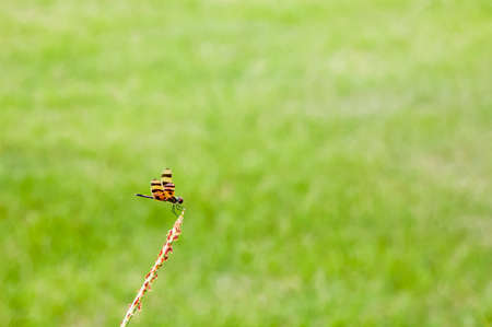 Closeup of dragonfly over green grass backgroundの写真素材