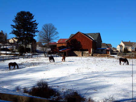 Horses Grazing in Snowy Pastureの写真素材